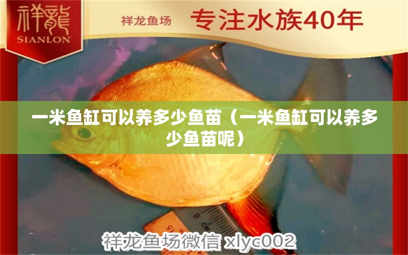 一米魚缸可以養(yǎng)多少魚苗（一米魚缸可以養(yǎng)多少魚苗呢） 魚缸百科