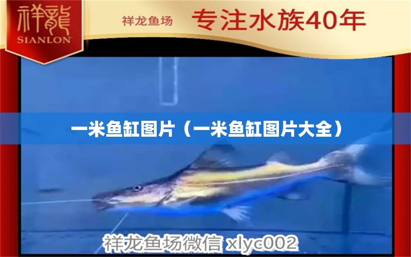 一米魚缸圖片（一米魚缸圖片大全） 魚缸百科