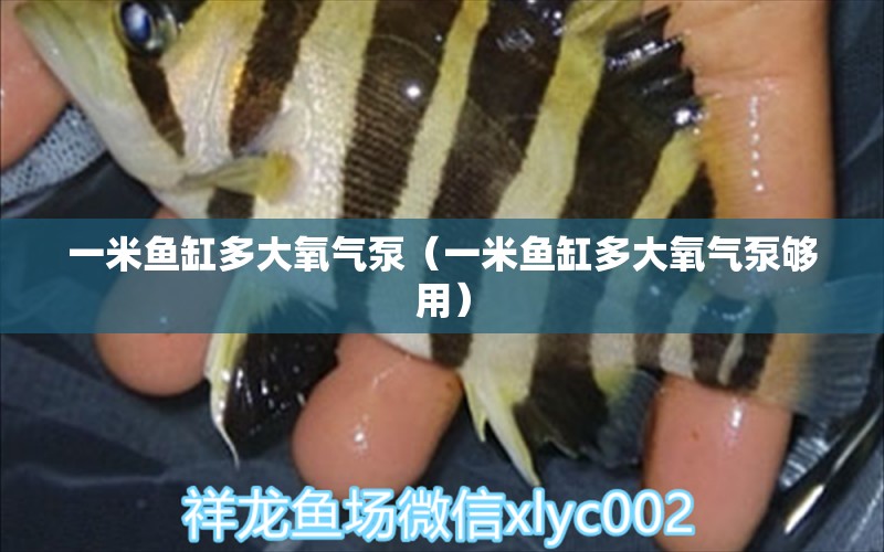 一米魚缸多大氧氣泵（一米魚缸多大氧氣泵夠用） 魚缸百科