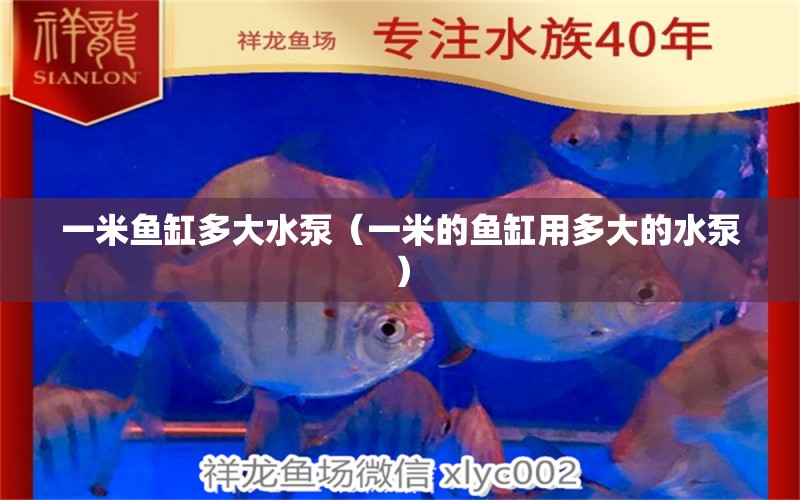 一米魚(yú)缸多大水泵（一米的魚(yú)缸用多大的水泵） 魚(yú)缸百科