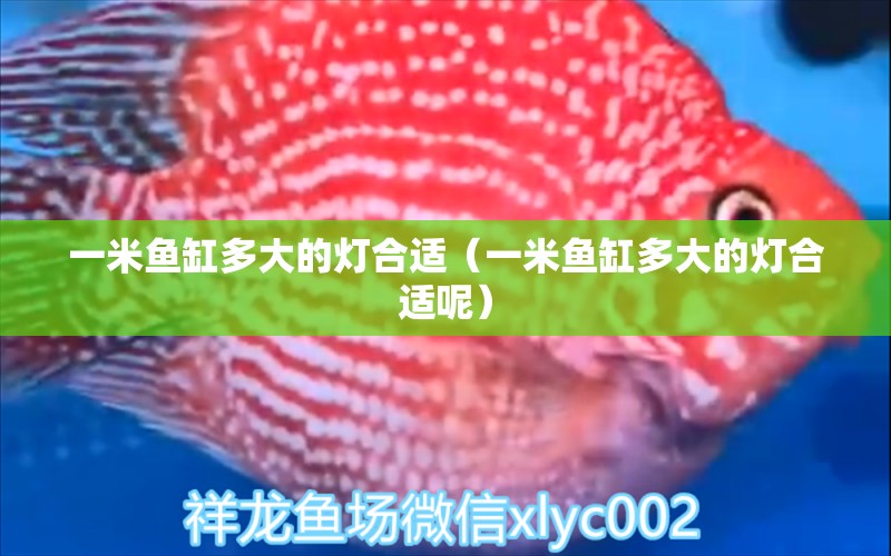 一米魚缸多大的燈合適（一米魚缸多大的燈合適呢） 其他品牌魚缸