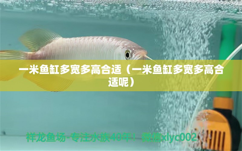 一米魚缸多寬多高合適（一米魚缸多寬多高合適呢）