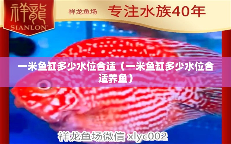 一米魚缸多少水位合適（一米魚缸多少水位合適養(yǎng)魚）