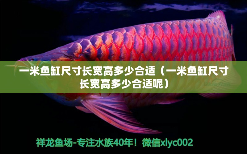 一米魚缸尺寸長寬高多少合適（一米魚缸尺寸長寬高多少合適呢）