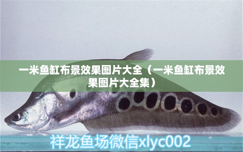 一米魚缸布景效果圖片大全（一米魚缸布景效果圖片大全集）