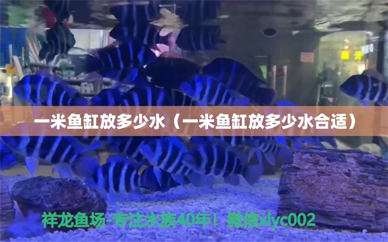 一米魚缸放多少水（一米魚缸放多少水合適）