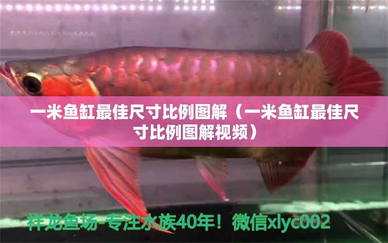 一米魚缸最佳尺寸比例圖解（一米魚缸最佳尺寸比例圖解視頻） 魚缸百科