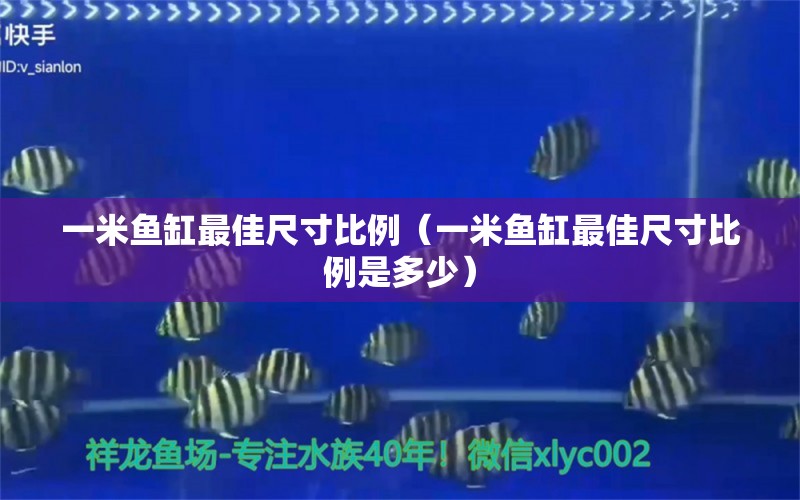 一米魚缸最佳尺寸比例（一米魚缸最佳尺寸比例是多少）