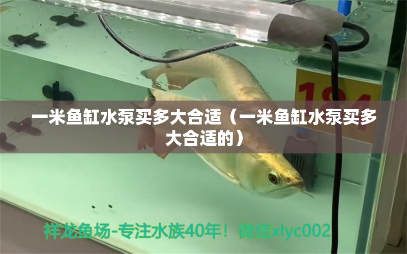 一米魚缸水泵買多大合適（一米魚缸水泵買多大合適的） 魚缸水泵