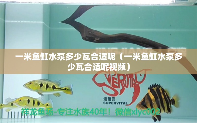 一米魚(yú)缸水泵多少瓦合適呢（一米魚(yú)缸水泵多少瓦合適呢視頻）