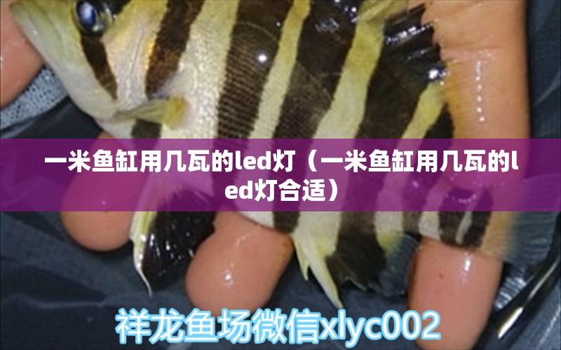 一米魚缸用幾瓦的led燈（一米魚缸用幾瓦的led燈合適）