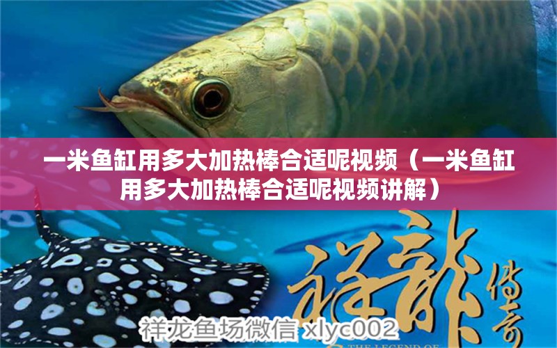 一米魚缸用多大加熱棒合適呢視頻（一米魚缸用多大加熱棒合適呢視頻講解）