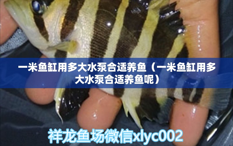 一米魚缸用多大水泵合適養(yǎng)魚（一米魚缸用多大水泵合適養(yǎng)魚呢）