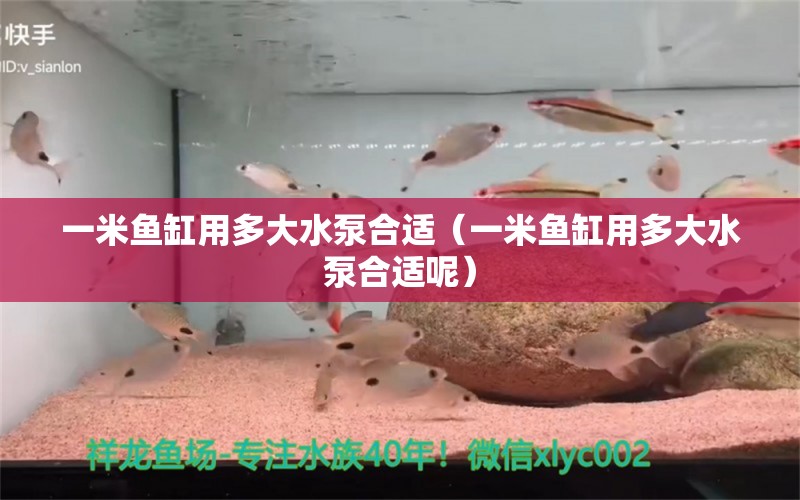 一米魚缸用多大水泵合適（一米魚缸用多大水泵合適呢）