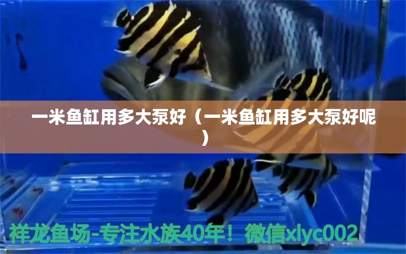 一米魚缸用多大泵好（一米魚缸用多大泵好呢）