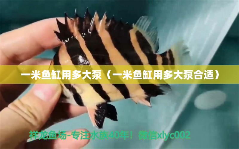 一米魚缸用多大泵（一米魚缸用多大泵合適） 魚缸百科