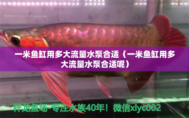 一米魚缸用多大流量水泵合適（一米魚缸用多大流量水泵合適呢） 魚缸百科