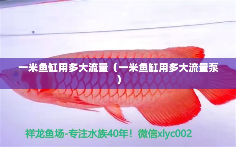 一米魚缸用多大流量（一米魚缸用多大流量泵）