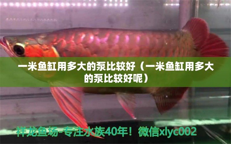 一米魚缸用多大的泵比較好（一米魚缸用多大的泵比較好呢） 魚缸百科