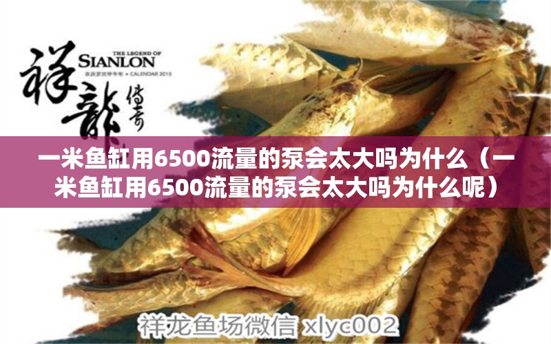 一米魚缸用6500流量的泵會太大嗎為什么（一米魚缸用6500流量的泵會太大嗎為什么呢）