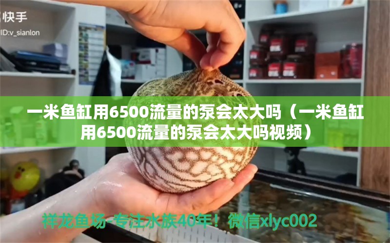 一米魚缸用6500流量的泵會太大嗎（一米魚缸用6500流量的泵會太大嗎視頻）