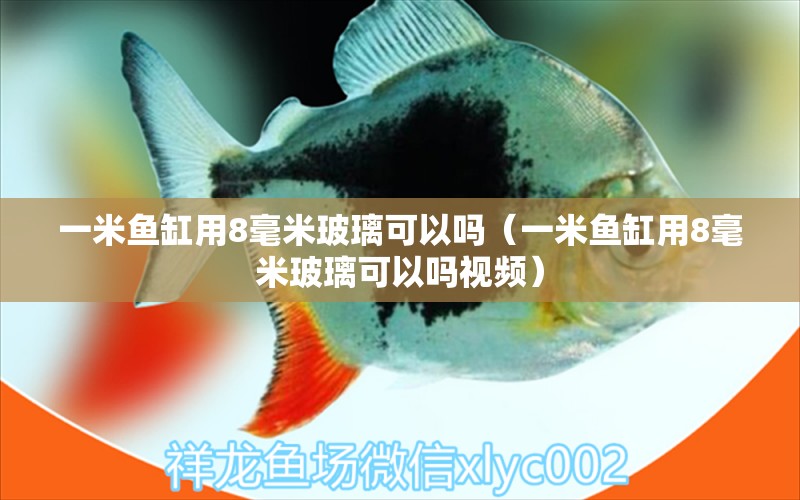 一米魚(yú)缸用8毫米玻璃可以嗎（一米魚(yú)缸用8毫米玻璃可以嗎視頻） 魚(yú)缸百科