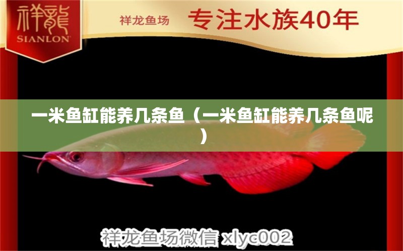 一米魚缸能養(yǎng)幾條魚（一米魚缸能養(yǎng)幾條魚呢）