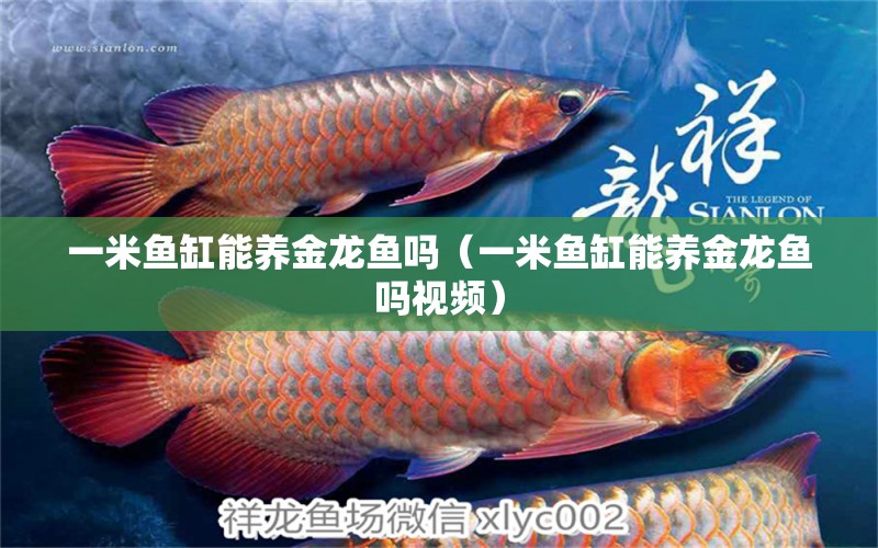 一米魚缸能養(yǎng)金龍魚嗎（一米魚缸能養(yǎng)金龍魚嗎視頻）