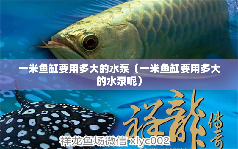 一米魚缸要用多大的水泵（一米魚缸要用多大的水泵呢） 魚缸百科