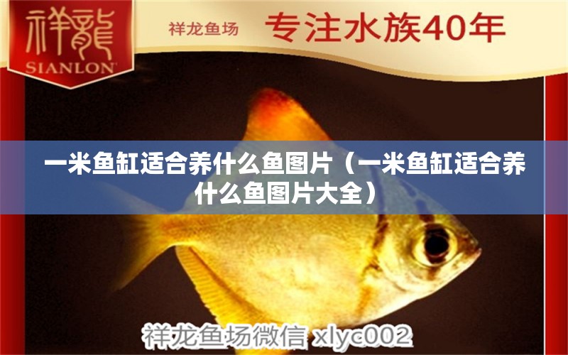 一米魚缸適合養(yǎng)什么魚圖片（一米魚缸適合養(yǎng)什么魚圖片大全）