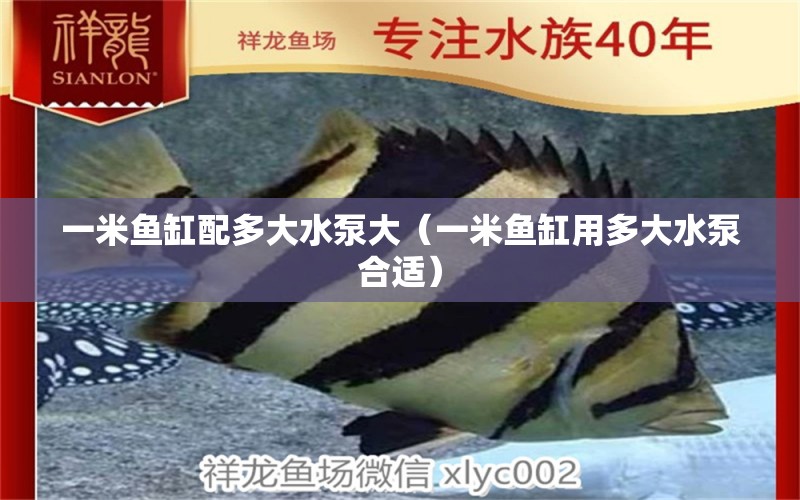 一米魚(yú)缸配多大水泵大（一米魚(yú)缸用多大水泵合適） 魚(yú)缸百科