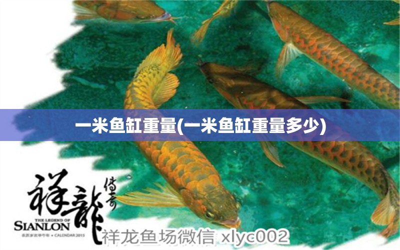 一米魚缸重量(一米魚缸重量多少) 黃吉金龍（白子金龍魚）