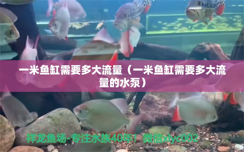 一米魚缸需要多大流量（一米魚缸需要多大流量的水泵）