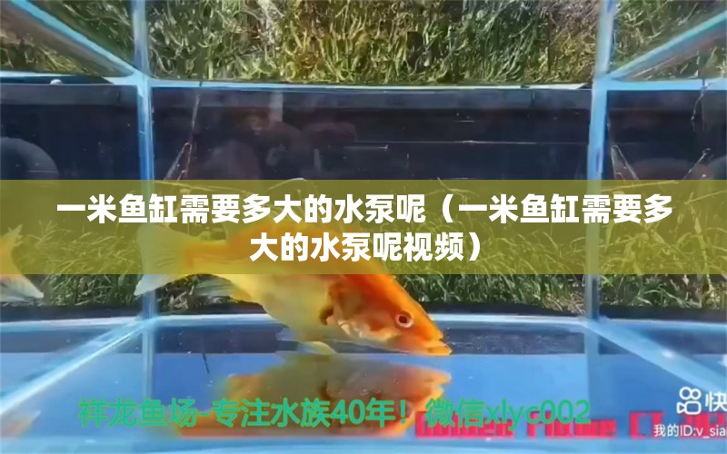 一米魚缸需要多大的水泵呢（一米魚缸需要多大的水泵呢視頻）