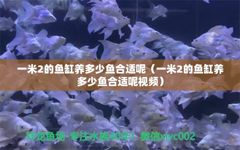 一米2的魚(yú)缸養(yǎng)多少魚(yú)合適呢（一米2的魚(yú)缸養(yǎng)多少魚(yú)合適呢視頻） 魚(yú)缸百科