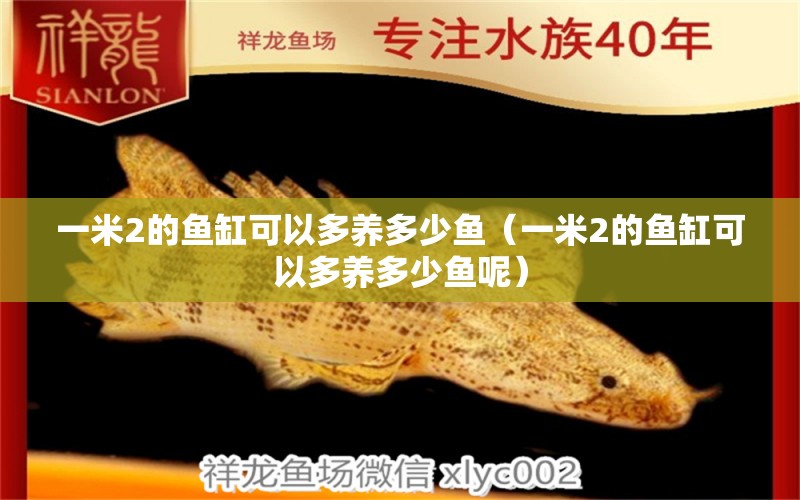 一米2的魚(yú)缸可以多養(yǎng)多少魚(yú)（一米2的魚(yú)缸可以多養(yǎng)多少魚(yú)呢）