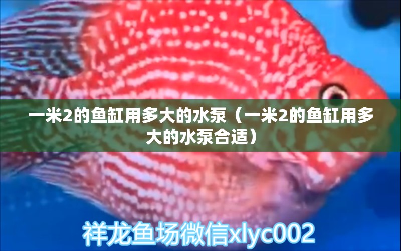 一米2的魚(yú)缸用多大的水泵（一米2的魚(yú)缸用多大的水泵合適） 其他品牌魚(yú)缸