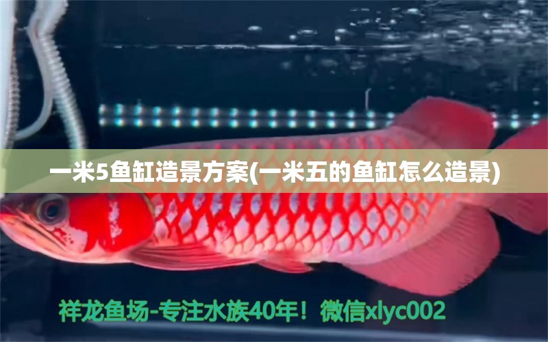 一米5魚缸造景方案(一米五的魚缸怎么造景)