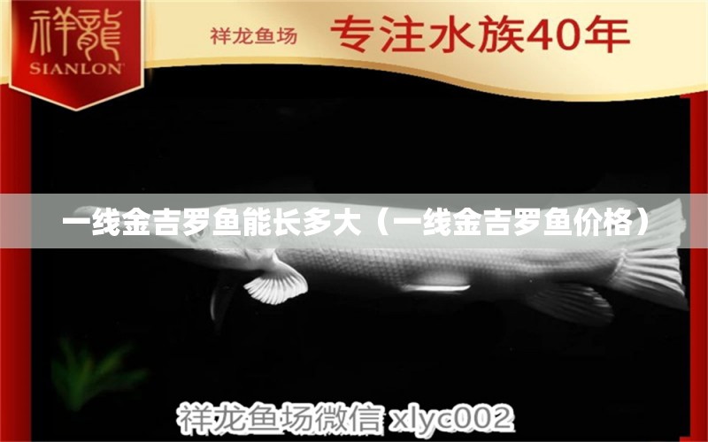 一線金吉羅魚能長(zhǎng)多大（一線金吉羅魚價(jià)格） 祥龍水族醫(yī)院