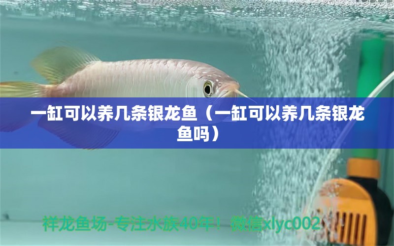 一缸可以養(yǎng)幾條銀龍魚(yú)（一缸可以養(yǎng)幾條銀龍魚(yú)嗎） 銀龍魚(yú)