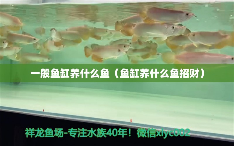 一般魚缸養(yǎng)什么魚（魚缸養(yǎng)什么魚招財） 廣州觀賞魚批發(fā)市場