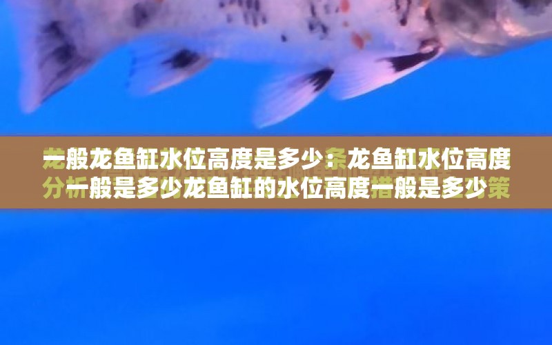 一般龍魚缸水位高度是多少：龍魚缸水位高度一般是多少龍魚缸的水位高度一般是多少 水族問答 第2張