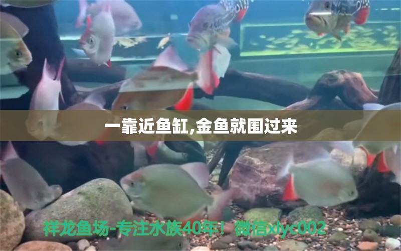 一靠近魚缸,金魚就圍過來 祥龍魚場