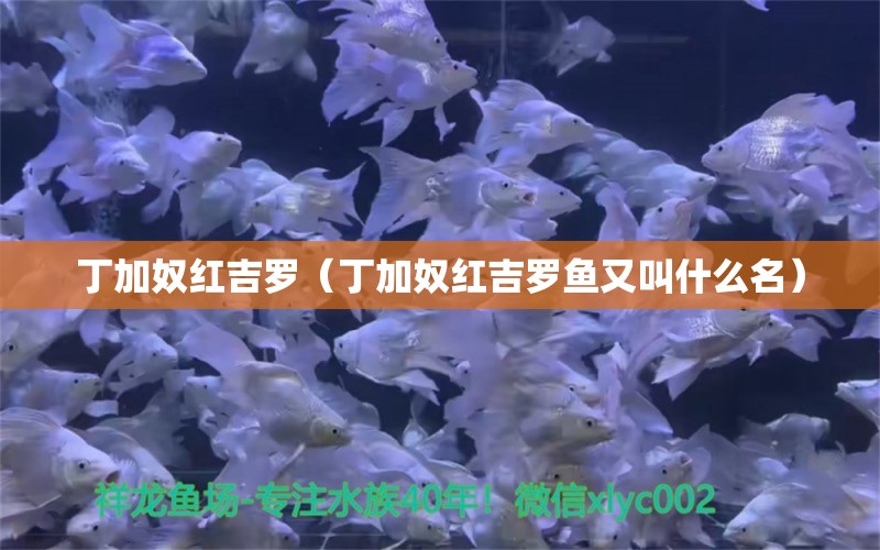 丁加奴紅吉羅（丁加奴紅吉羅魚又叫什么名） 觀賞魚批發(fā)