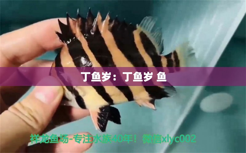 丁魚歲：丁魚歲 魚 銀河星鉆魚