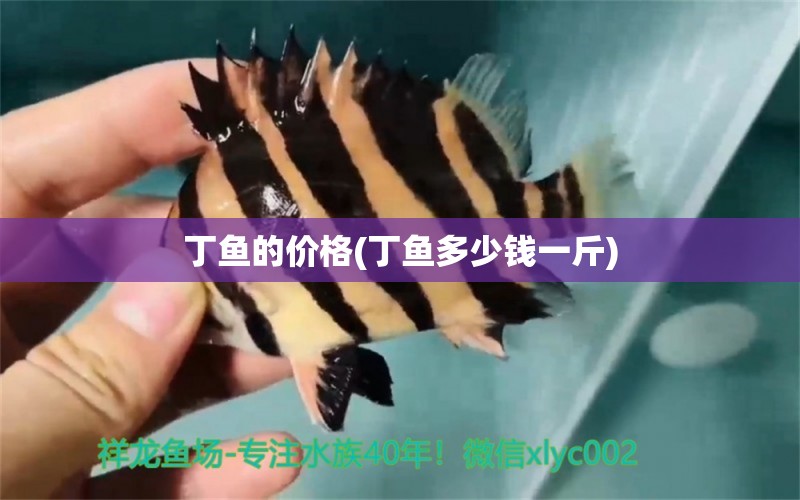 丁魚(yú)的價(jià)格(丁魚(yú)多少錢(qián)一斤) 白子銀龍苗（黃化銀龍苗）