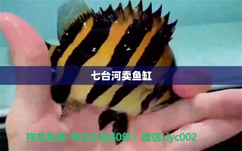 七臺河賣魚缸 其他品牌魚缸