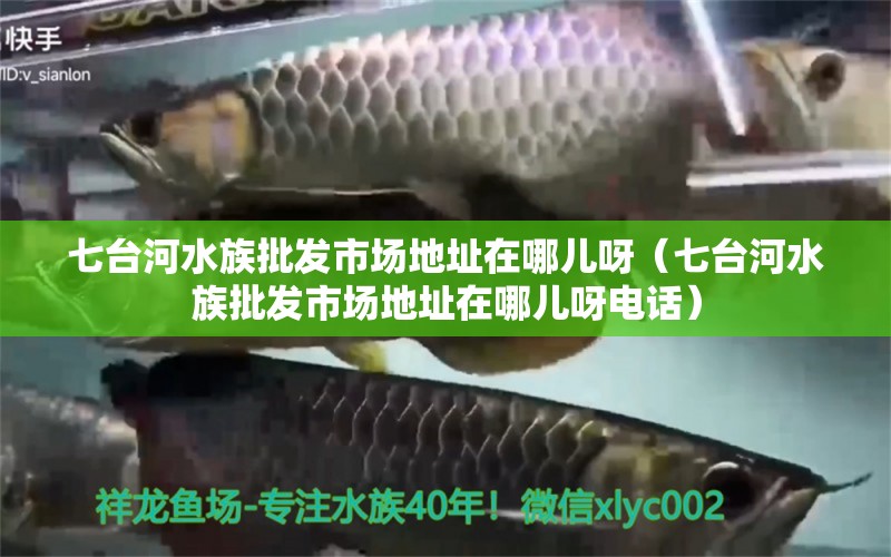 七臺河水族批發(fā)市場地址在哪兒呀（七臺河水族批發(fā)市場地址在哪兒呀電話） 觀賞魚水族批發(fā)市場