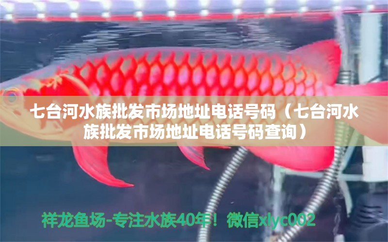 七臺河水族批發(fā)市場地址電話號碼（七臺河水族批發(fā)市場地址電話號碼查詢） 觀賞魚水族批發(fā)市場