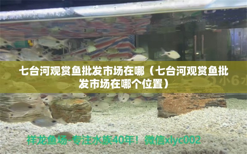 七臺河觀賞魚批發(fā)市場在哪（七臺河觀賞魚批發(fā)市場在哪個位置） 觀賞魚批發(fā)